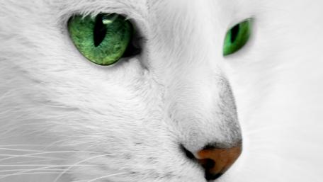 Green eyes wallpaper