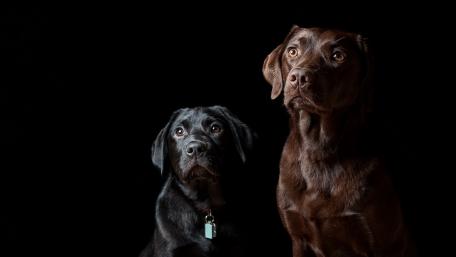 Black and brown dogs wallpaper