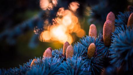 Pine-cones wallpaper
