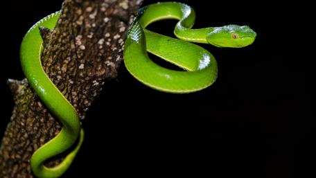 Emerald Coil in the Night wallpaper