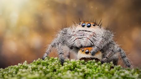 Spider - Macro photography wallpaper