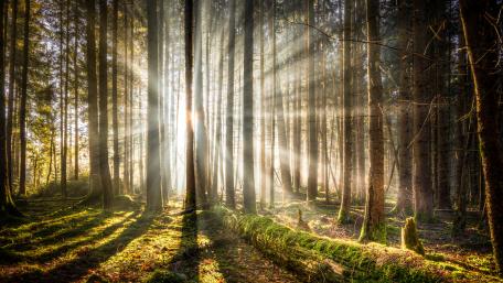 Sun rays in the forest wallpaper