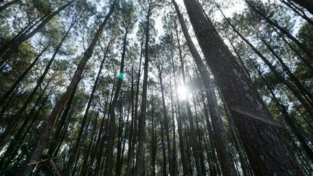Majestic Trees Reaching for Sunlight wallpaper