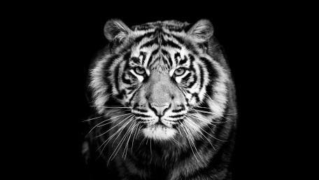 Black and White Tiger wallpaper