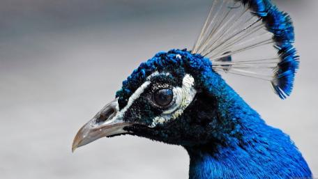 Majestic Peacock in Vibrant Blue Feathers wallpaper