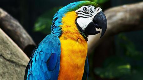 Macaw wallpaper