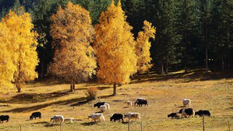 Cattles at Hexi Corridor wallpaper