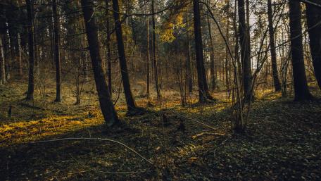 Autumn forest wallpaper