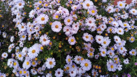 Delicate Cluster of Lavender Daisies in Full Bloom wallpaper