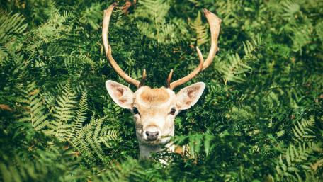 Stag wallpaper