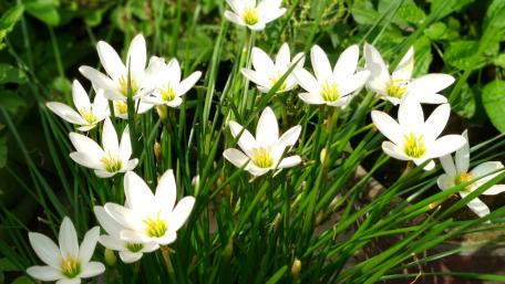 White flowers wallpaper