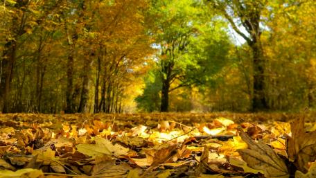 Fallen leaves wallpaper