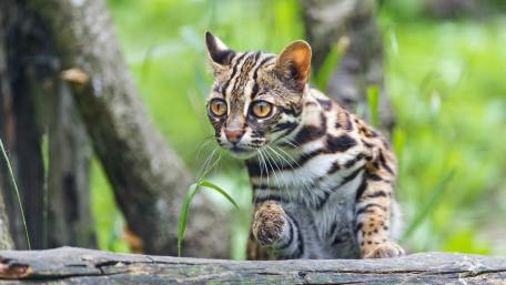 Ocelot wallpaper