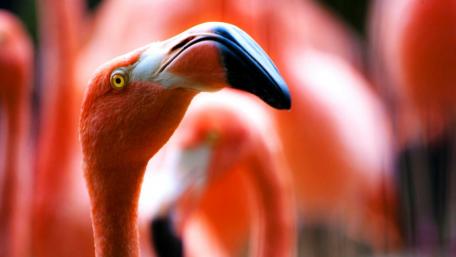 Flamingo wallpaper