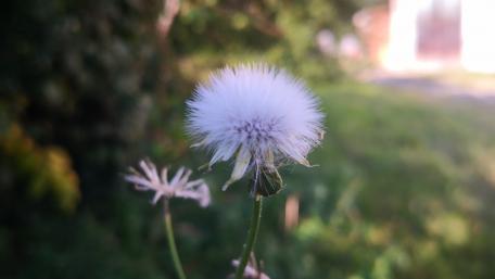 Delicate Beauty of a Dandelion Puffball wallpaper