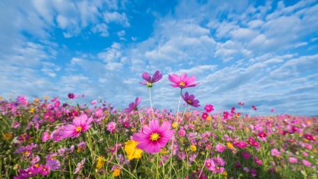 Cosmos Flowers wallpaper