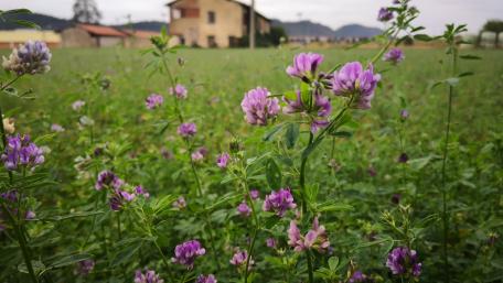 Nature's Serenity in Purple Blooms wallpaper