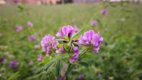 Delicate Purple Wildflowers in a Lush Field wallpaper