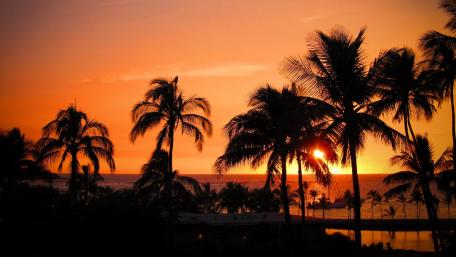 Palms silhouette at sunset wallpaper