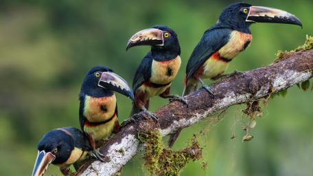Collared aracari birds wallpaper