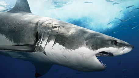 Great white shark wallpaper