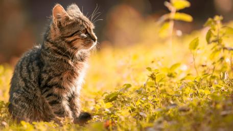 Outdoor cat wallpaper