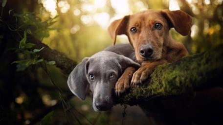 Weimaraner Duo in Woodland Adventure wallpaper