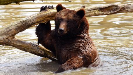 Majestic Bear by the River wallpaper