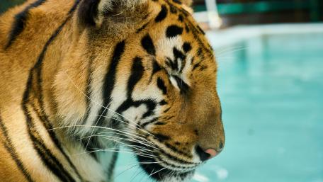 Tiger at home wallpaper