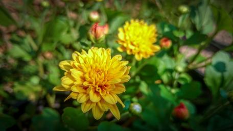 Yellow flowers from Sri Lanka wallpaper