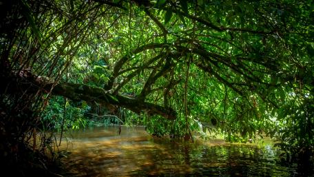 Under the Darkness of the nature wallpaper