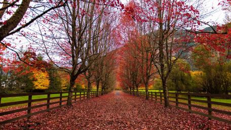 Autumn Pathway of Red Leaves wallpaper