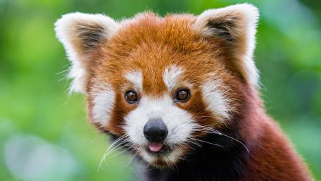 Cute Red Panda wallpaper