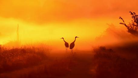 Crane birds wallpaper