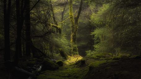 Twilight Enchantment in a Deep Forest wallpaper