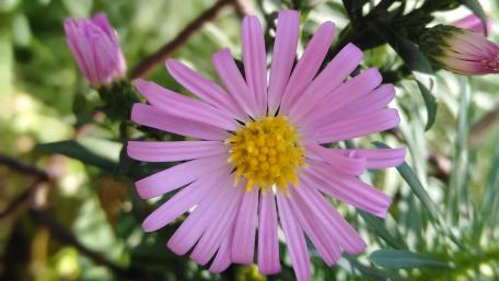 Pink Daisy Blooming in Nature's Light wallpaper
