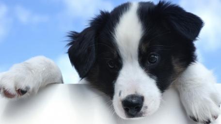 Border collie puppy wallpaper