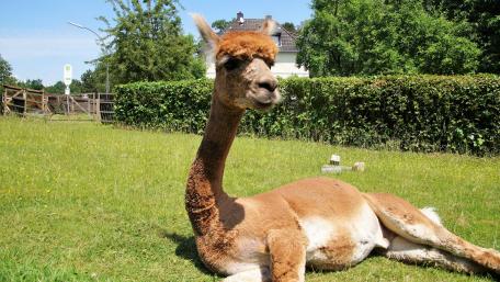 Hike with alpacas wallpaper
