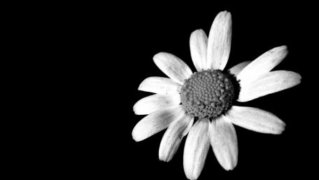 A daisy wallpaper