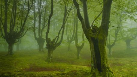Enchanted Woodland in Morning Fog wallpaper