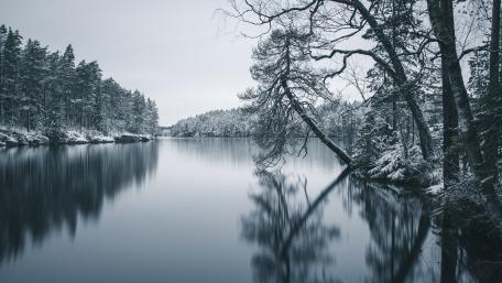 Monochrome Serenity in a Winter Wilderness wallpaper