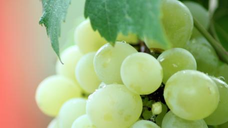 Grape wallpaper