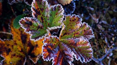 Hoary leaf wallpaper