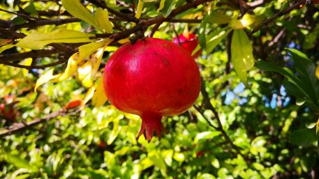 Bright Pomegranate on a Lush Branch wallpaper