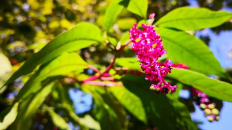 Vibrant Pink Blossoms Surrounded by Lush Green Leaves wallpaper