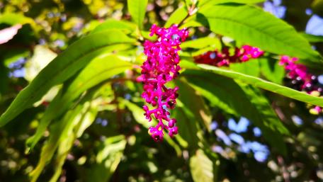 Elegant Pink Flowers Amidst Lush Greenery wallpaper