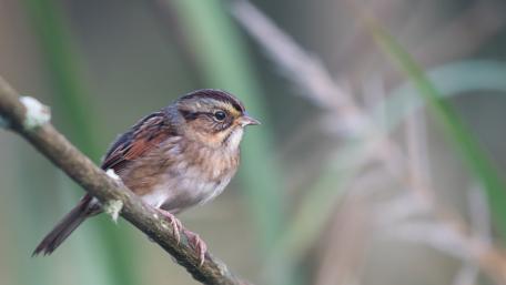 Swamp Sparrow wallpaper