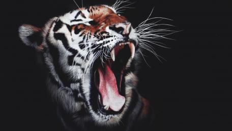 Majestic Tiger Roaring in the Darkness wallpaper
