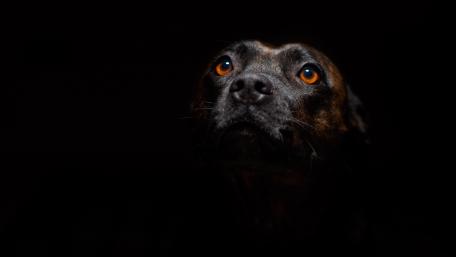 Majestic Black Dog Eyes Shine Brightly wallpaper