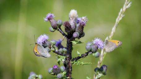 Butterflies in the autumn wallpaper